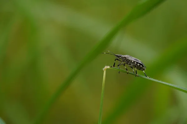 Close View Beautiful Insects Blurred Nature Background — стоковое фото