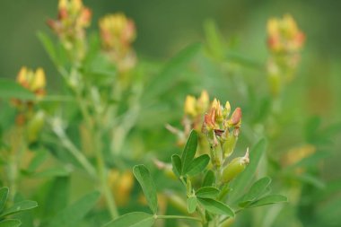 Güzel botanik duvar kağıdı. doğa arkaplanı