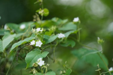 Bahçedeki güzel çiçekler 