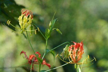 Güzel botanik fotoğrafı, doğal duvar kağıdı.