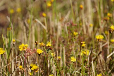 Bahçedeki güzel çiçekler