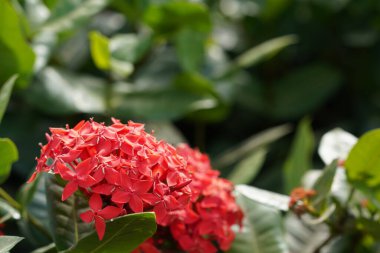 Bahçede çiçek açan güzel kırmızı çiçeklerin yakın plan görüntüsü, seçici odaklanma