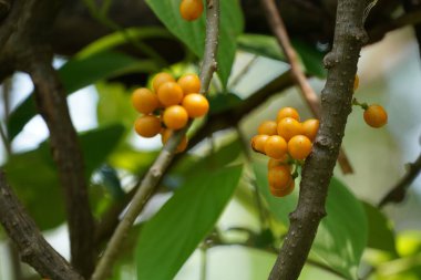 Bahçedeki ağaçta olgunlaşmış meyveler  