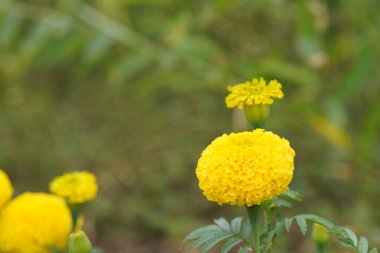 Bahçedeki sarı kadife çiçekleri