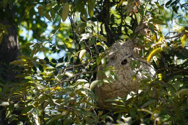 Güneşli yaz gününde ağaçta bir yuva