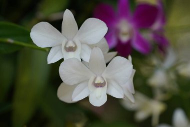 Bahçedeki güzel orkide çiçekleri