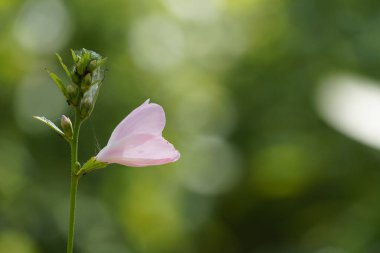 Bahçedeki güzel pembe çiçekler