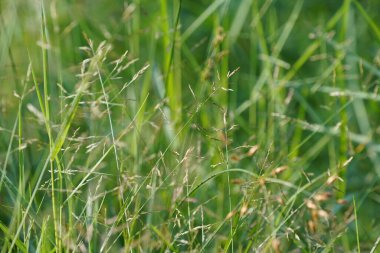 Bahçedeki yeşil çimenler