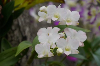 Bahçedeki güzel orkide çiçekleri