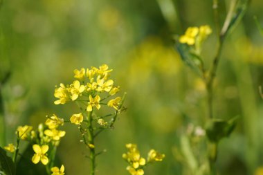 Sarı çiçekler tarlada