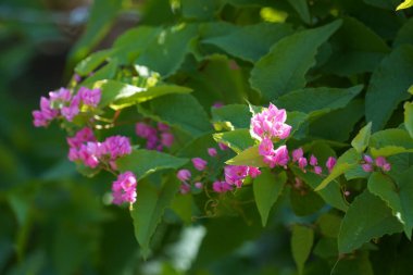 Yaz bahçesindeki pembe çiçeklerin seçici odak noktası.