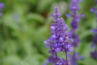 Çayırdaki güzel mor çiçekler