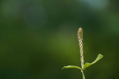 Arka planda bulanık yeşil çimlerin yakın plan görüntüsü