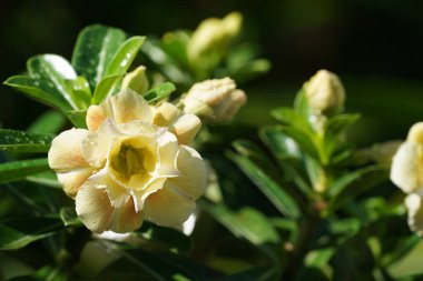 Güzel botanik fotoğrafı, doğal duvar kağıdı.