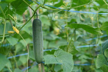 Sebze Bahçe, yeşil bitkiler.