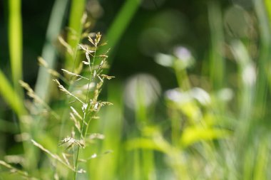 Bahçedeki yeşil çimenler