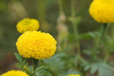 Bahçedeki güzel çiçekler