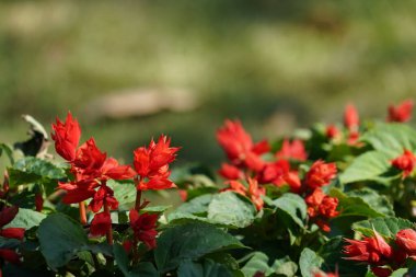 Bahçedeki güzel çiçeklerin yakın görüntüsü.