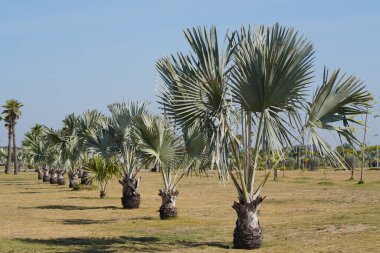 Yazın parkta palmiye ağaçları 