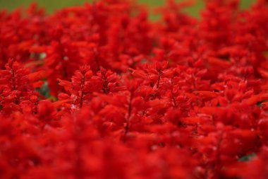 Bahçede çiçek açan güzel kırmızı çiçeklerin yakın plan görüntüsü, seçici odaklanma