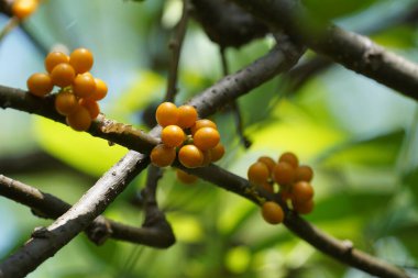 Bahçedeki ağaçta olgunlaşmış meyveler  