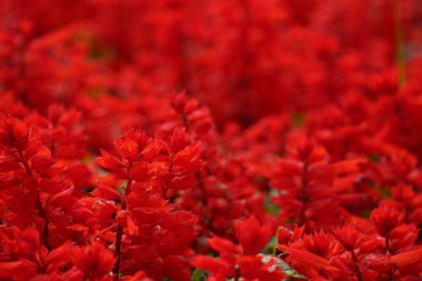 Bahçede çiçek açan güzel kırmızı çiçeklerin yakın plan görüntüsü, seçici odaklanma