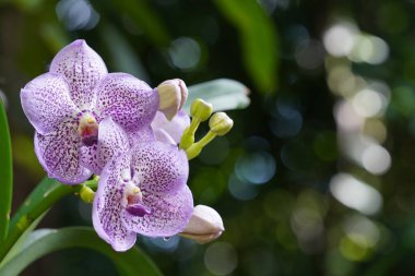 Bahçedeki güzel orkide çiçekleri