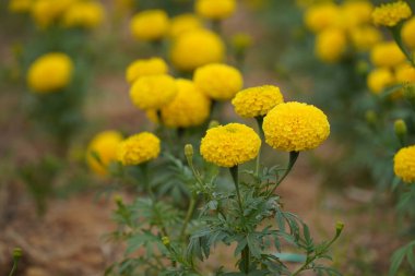 Bahçedeki sarı çiçekler
