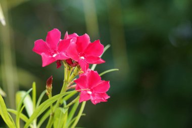 Bahçedeki güzel pembe çiçekler