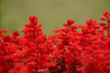 Bahçede çiçek açan güzel kırmızı çiçeklerin yakın plan görüntüsü, seçici odaklanma
