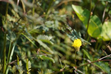 Güzel botanik fotoğrafı, doğal duvar kağıdı.