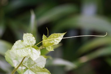 yeşil yapraklar, bitkiler ve yapraklar