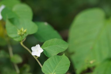 Bahçede yetişen güzel yeşil bitkiler ve çiçekler.