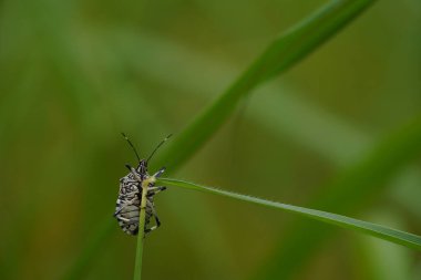 Bulanık doğa arka planında güzel böceklerin görüntüsünü kapat