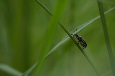 Bulanık doğa arka planında güzel böceklerin görüntüsünü kapat