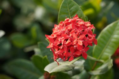 Bahçede çiçek açan güzel kırmızı çiçeklerin yakın plan görüntüsü, seçici odaklanma