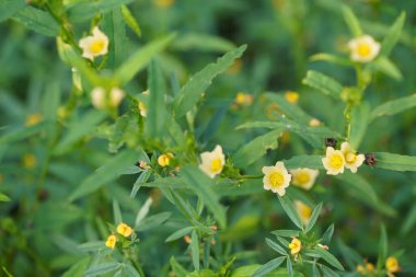 Bahçedeki güzel çiçekler