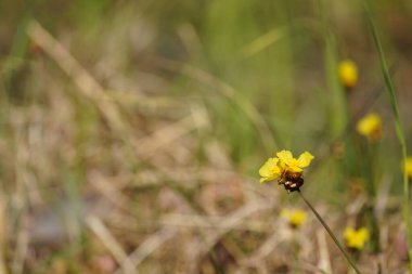 Bahçedeki sarı çiçekler