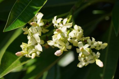 Güzel açan bahar çiçekleri 