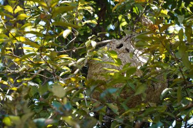 Güneşli yaz gününde ağaçta bir yuva