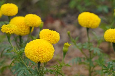 Bahçedeki sarı çiçekler
