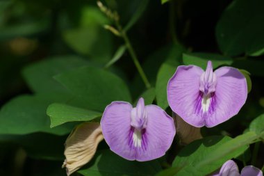 Güzel mor çiçeklerin yakın görüntüsü.