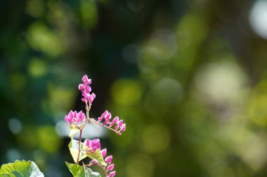 Bahçedeki güzel pembe çiçekler