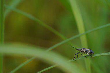 güzel böcekler, doğa arka planı 