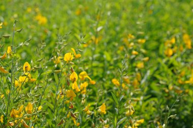 Sarı bahar çiçekleri tarlada