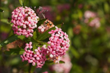 Bahçedeki pembe çiçekler