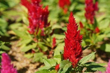 Bahçede yetişen kırmızı çiçeklere yakın çekim