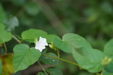 Bahçedeki güzel çiçekler