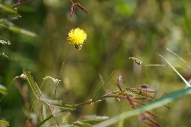 Güzel botanik fotoğrafı, doğal duvar kağıdı.
