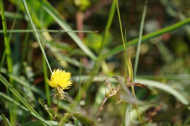Güzel botanik fotoğrafı, doğal duvar kağıdı.